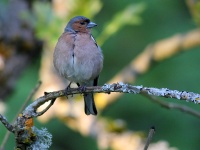 2016-05-22 19h42m51 - Vink - Aat Bender